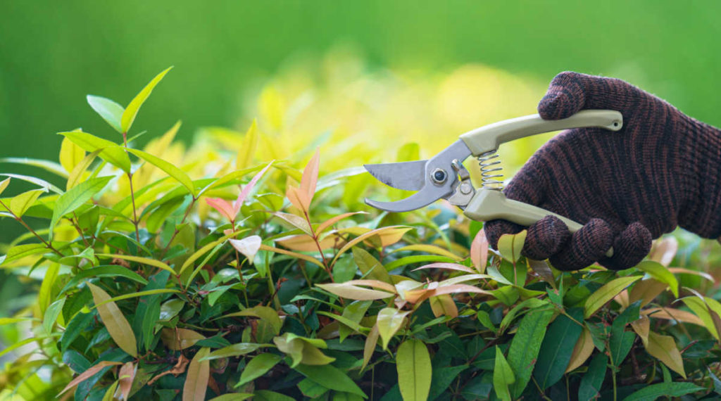 Pruning Shrubs Techniques How and When to Trim Bushes
