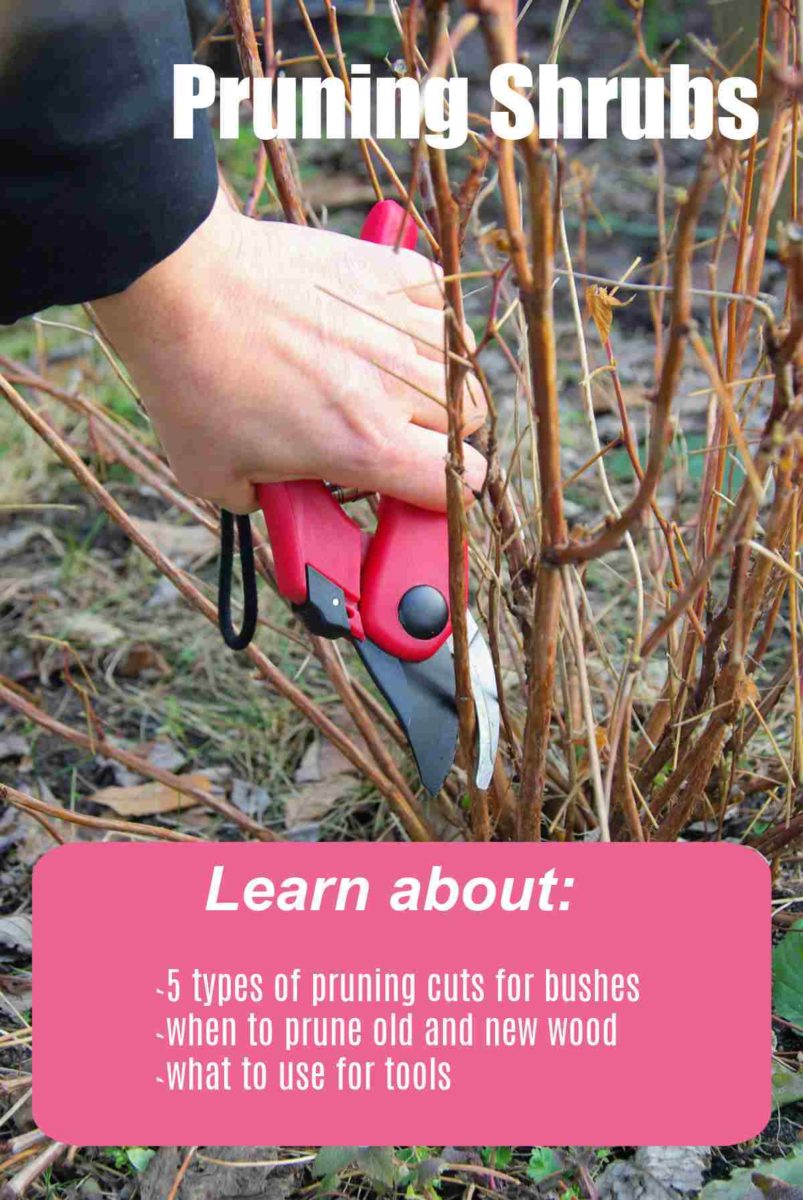 Pruning Shrubs Techniques How and When to Trim Bushes