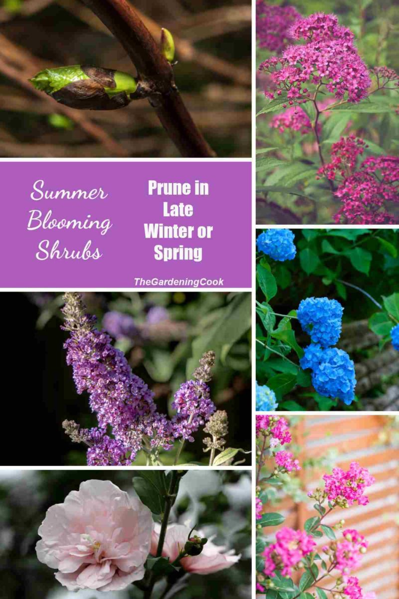 Pruning Shrubs Techniques How and When to Trim Bushes