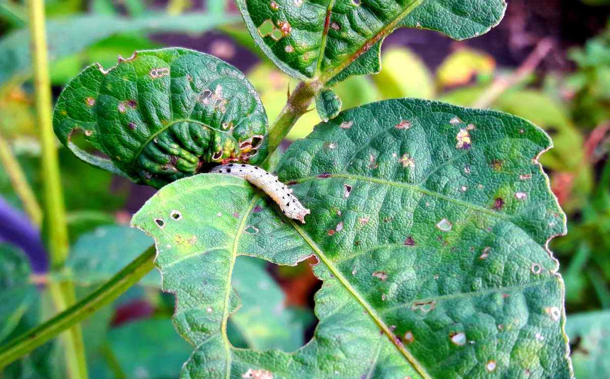 Caterpillar eating a vegetable leaf.