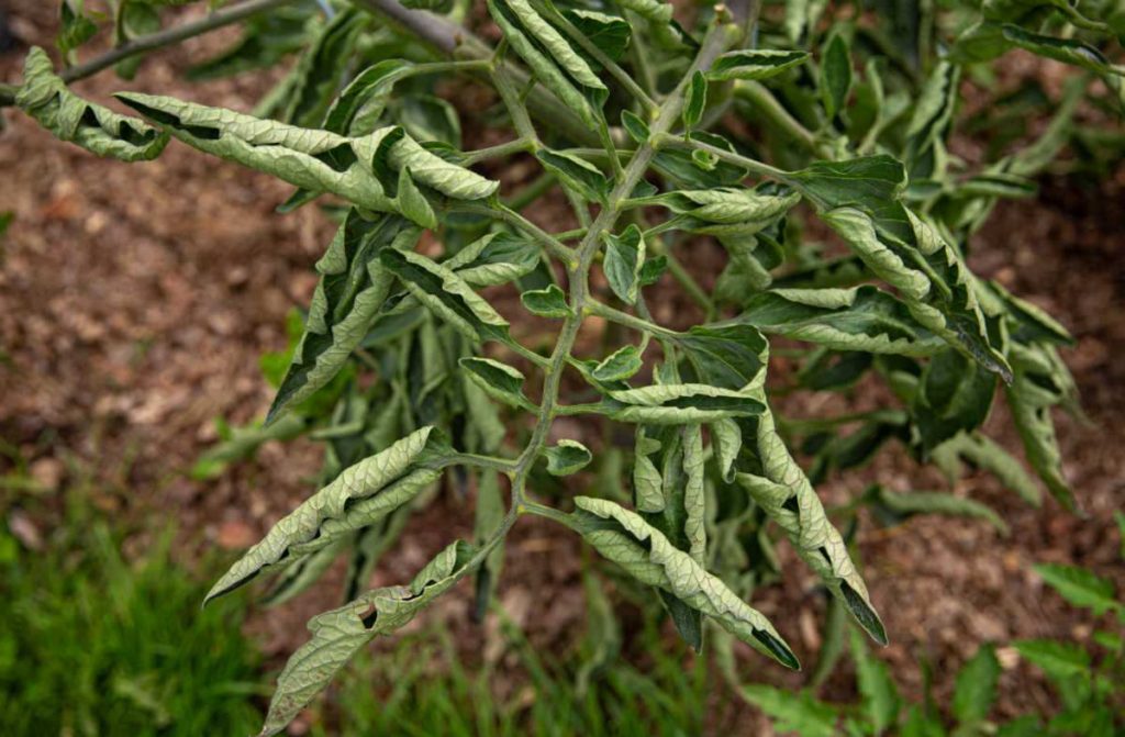 Why Are Tomato Plant Leaves Curling? 10 Tomato Leaf Curl Causes