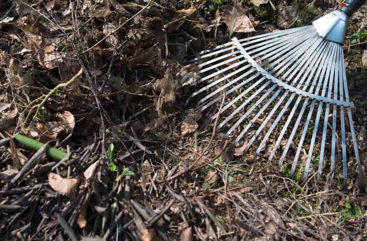 A rake cleaning up a vegetable garden in the fall.