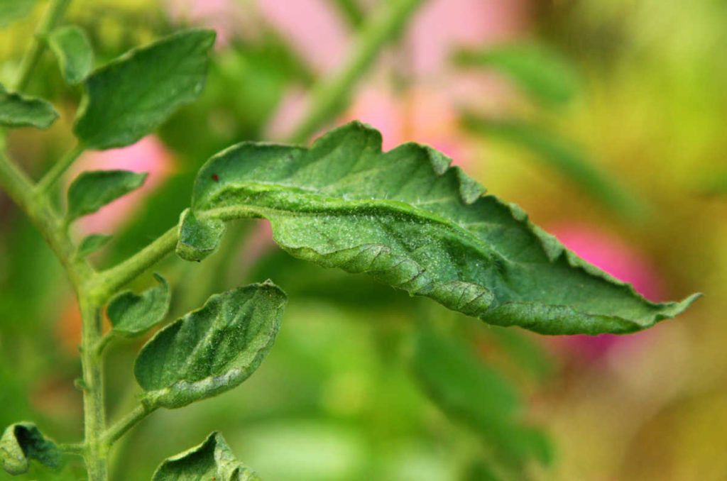 Why Are Tomato Plant Leaves Curling? 10 Tomato Leaf Curl Causes