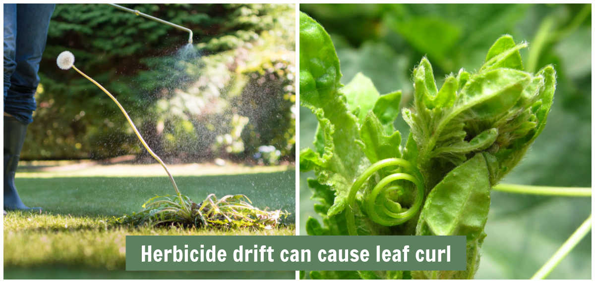 Man spraying weeds in lawn, and tomato plant with leaf curl and words herbicide drift can cause leaf curl.