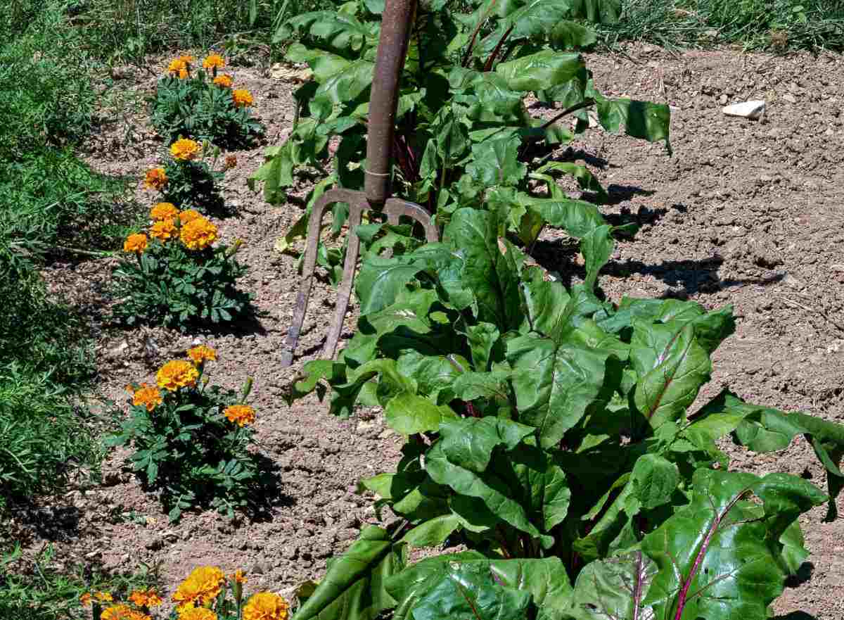 Using marigolds as companion plants for beets and carrots.