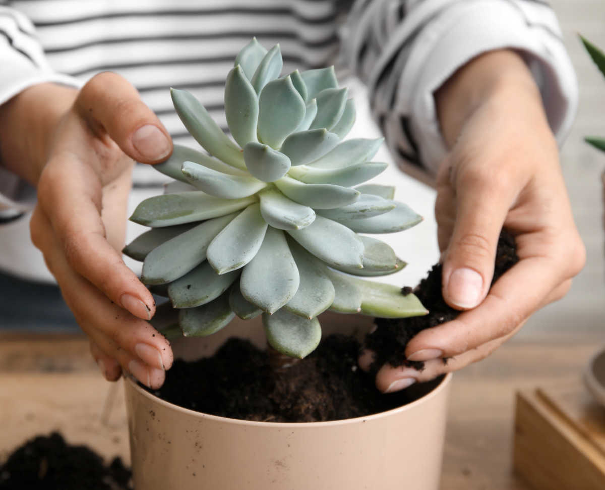 Woman adding soil around a plant to repot the succulent.