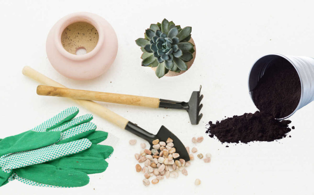 Repotting Succulents - A Step by Step Guide for Healthy Growth