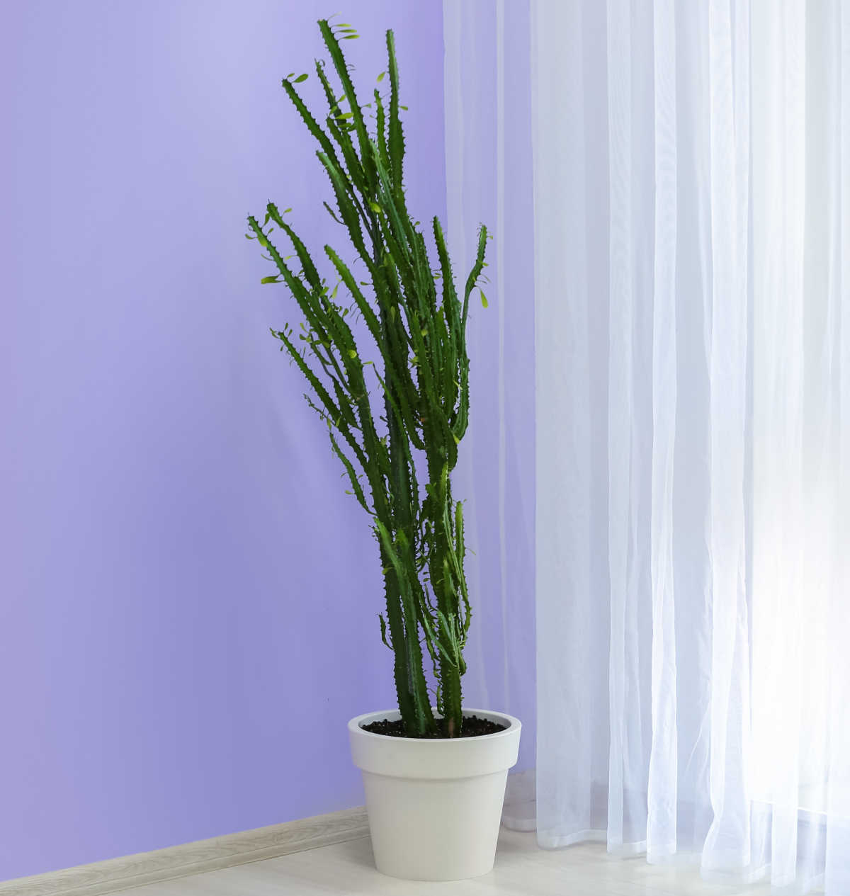  A tall succulent in a white pot near a window.