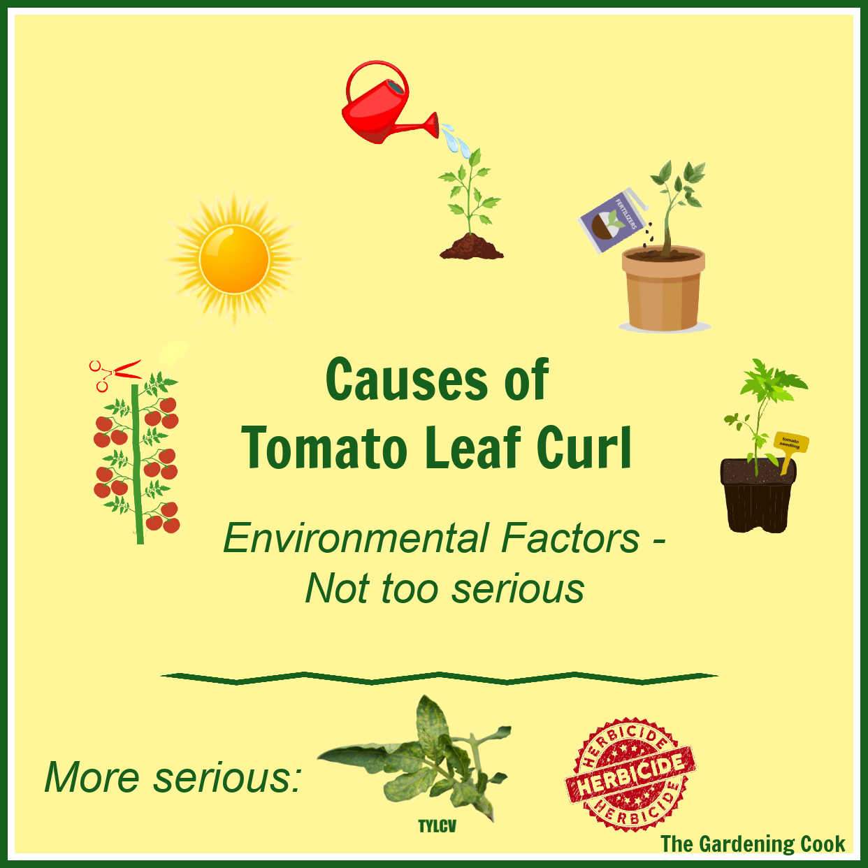 Graphic showing reasons for tomato leaves curling.