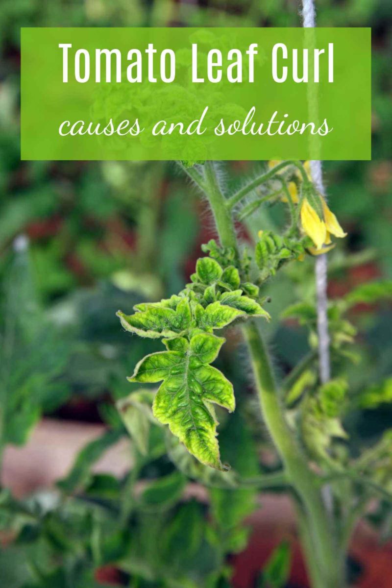 Why Are Tomato Plant Leaves Curling? 10 Tomato Leaf Curl Causes