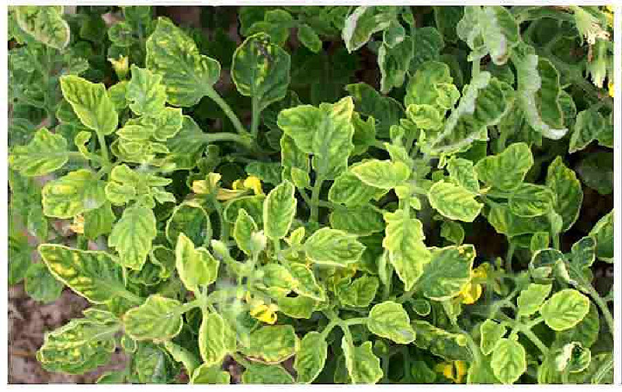 A tomato plant affected by tomato mosaic virus.