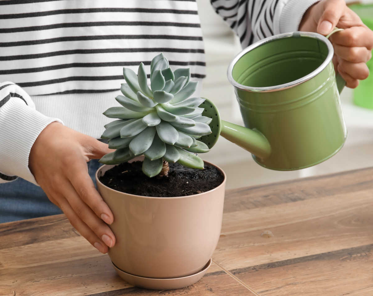 Woman with a green watering can watering a repotted succulent.