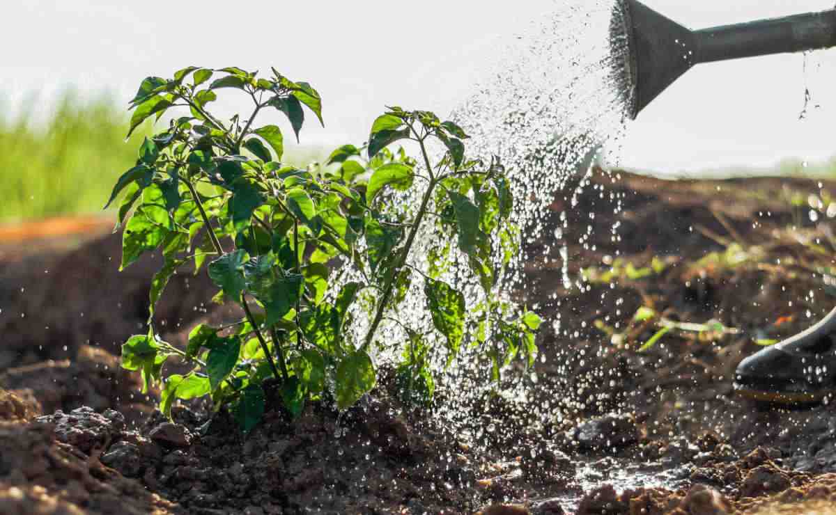 Watering a tomato plant.