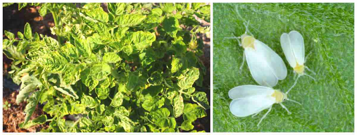 Pictures of whiteflies and tomato yellow leaf curn disease.