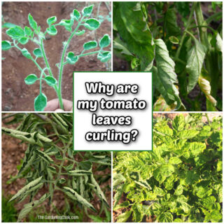 Pictures of leaf curling in tomato plants with words Why are my tomato leaves curling?