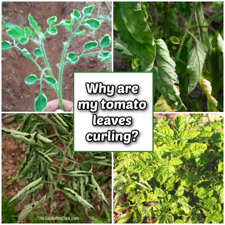 Pictures of leaf curling in tomato plants with words Why are my tomato leaves curling?