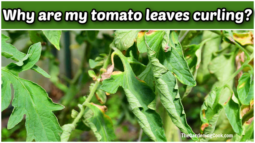 Curled tomato leaves with words Why are my tomato leaves curling?