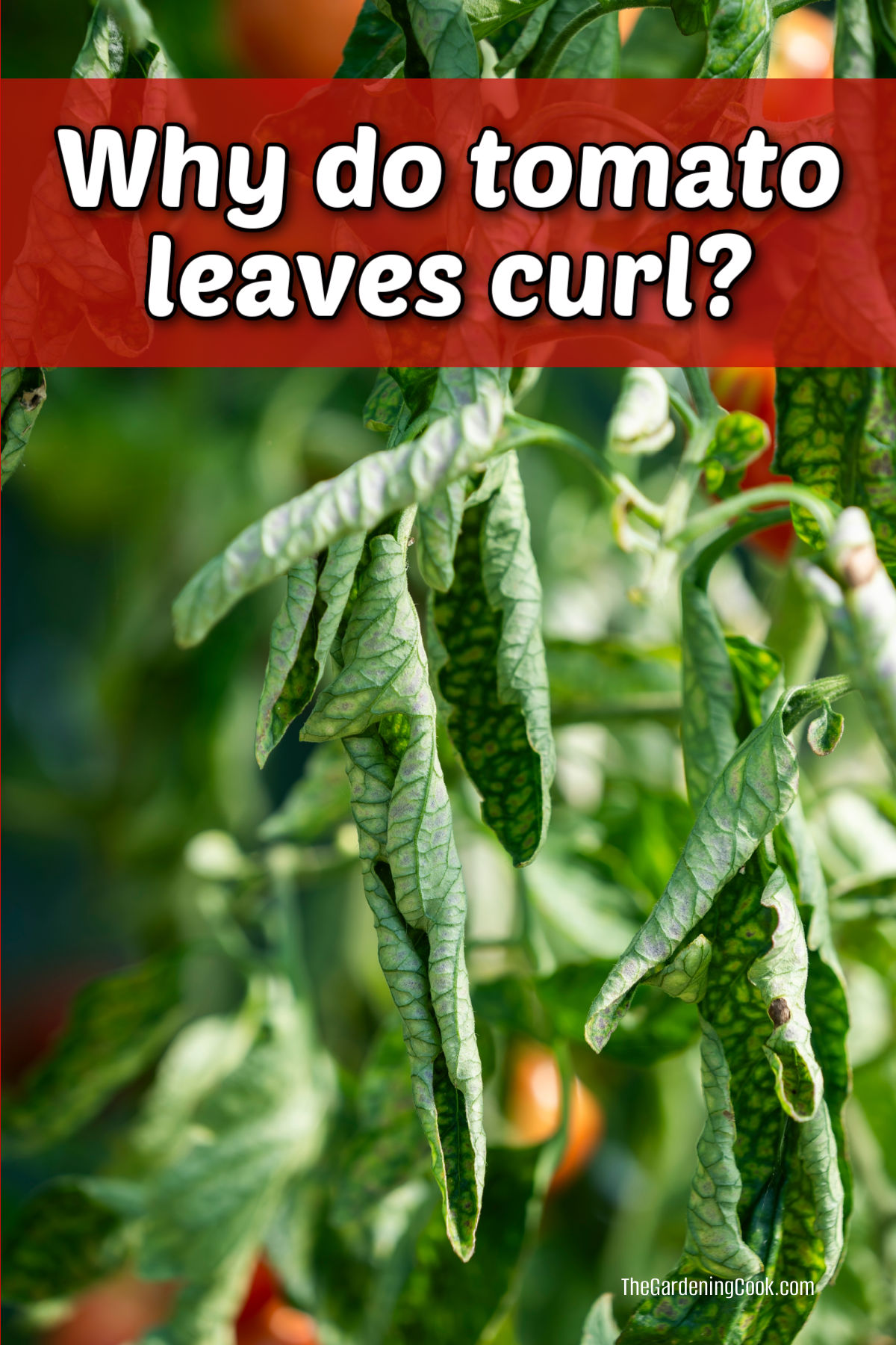 Find out Why Tomato Leaves Curl Tomato leaves curling inward. Red text reads why do tomato leaves curl?