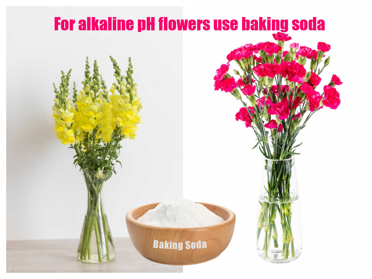 Carnations and snapdragons with baking soda and words For alkaline pH flowers use baking soda.