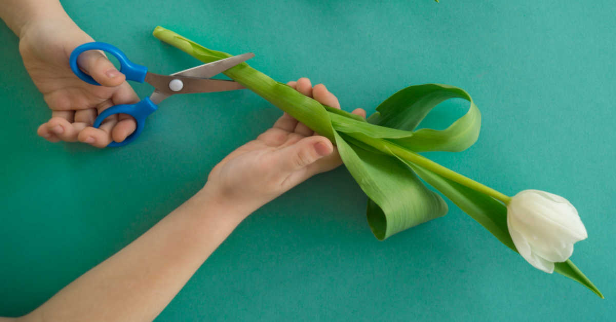 Woman cutting the stems of a white tulip on an angle.