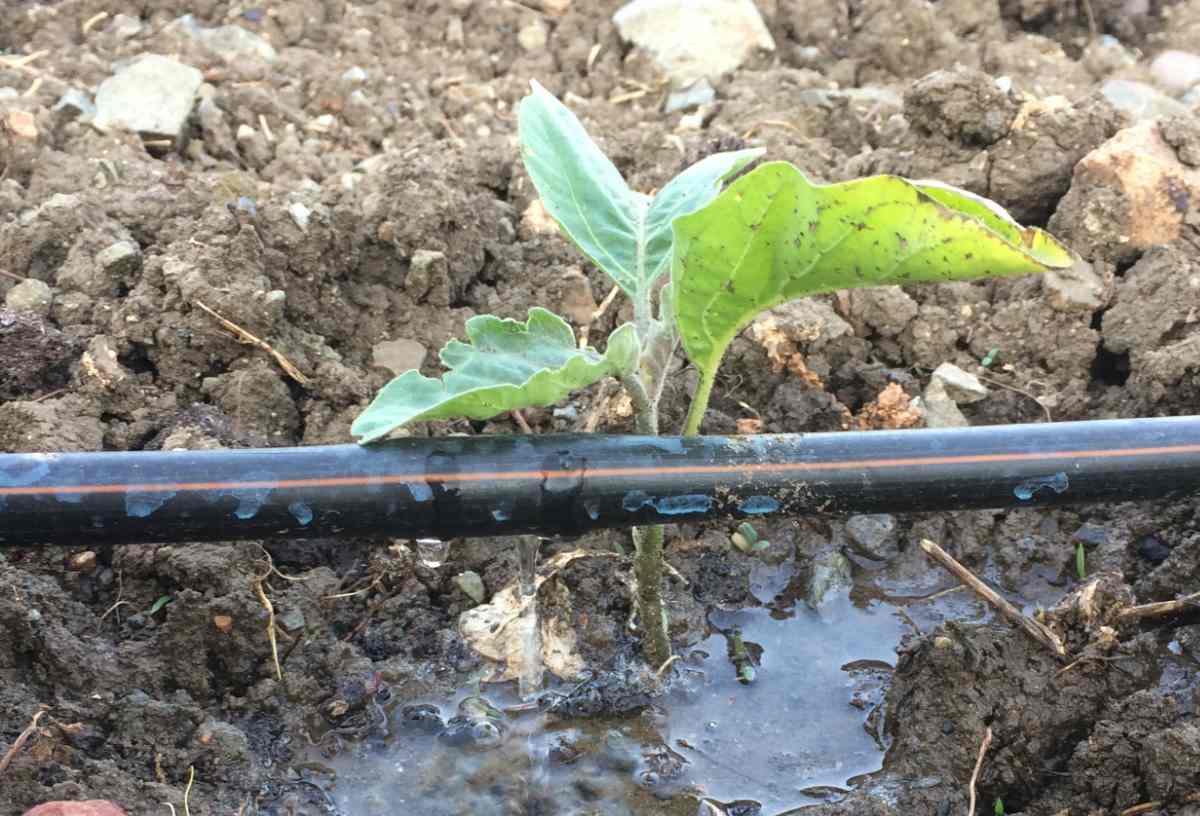 Young eggplant being watered with drip irrigation,