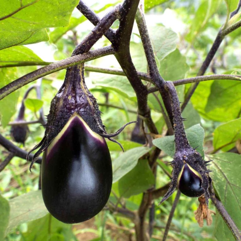 Purple eggplant growing in a garden.