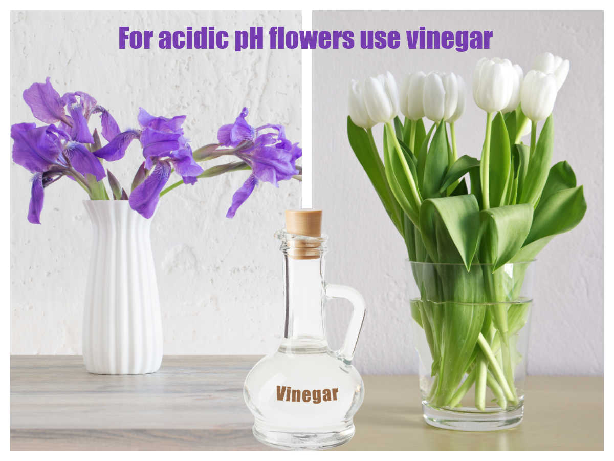 Irises and tulips in vases with vinegar and words For acidic ph flowers use vinegar.
