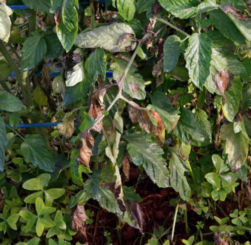 Say Goodbye to Black Spots on Tomato Leaves - Natural Solutions!