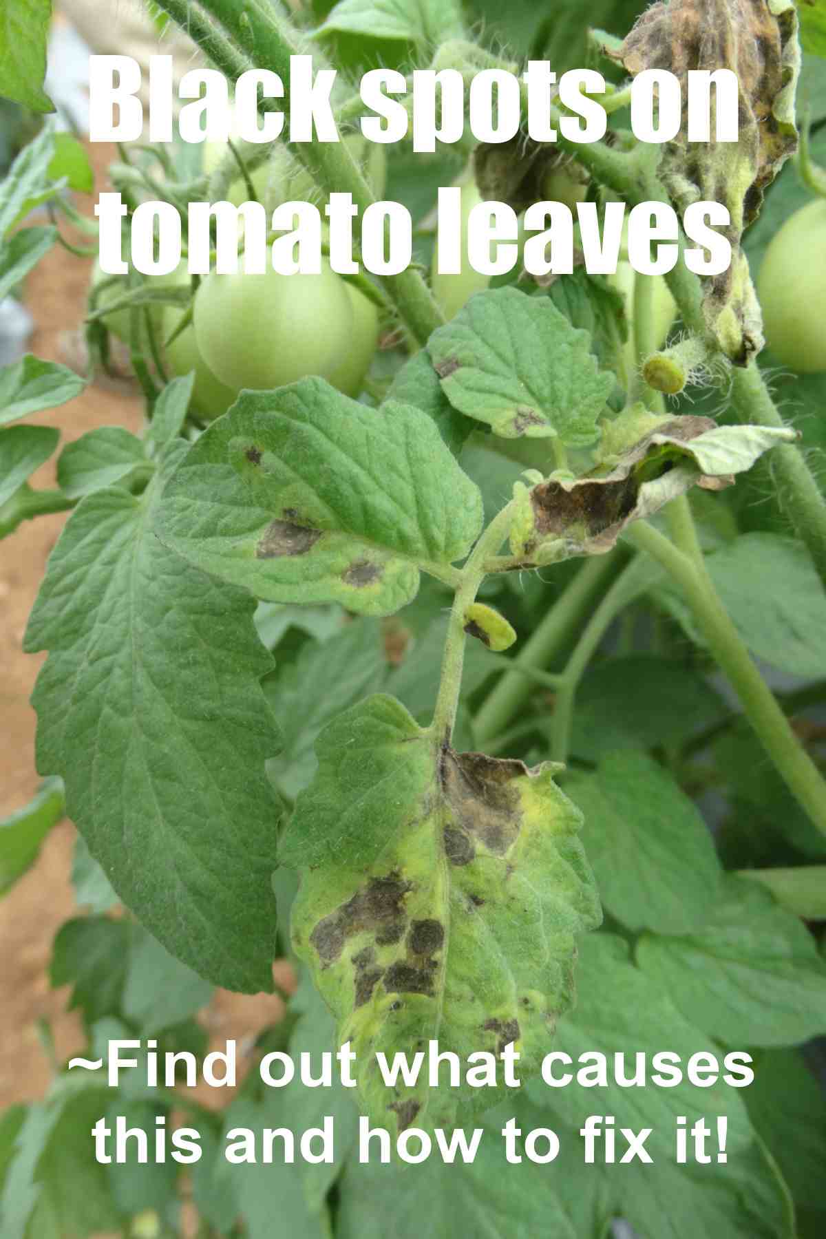 Damaged tomato plants with words black spots on tomato leaves. Find out what causes this and how to fix it!