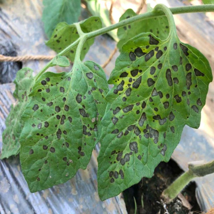 Tomato plant leaves with black spots.