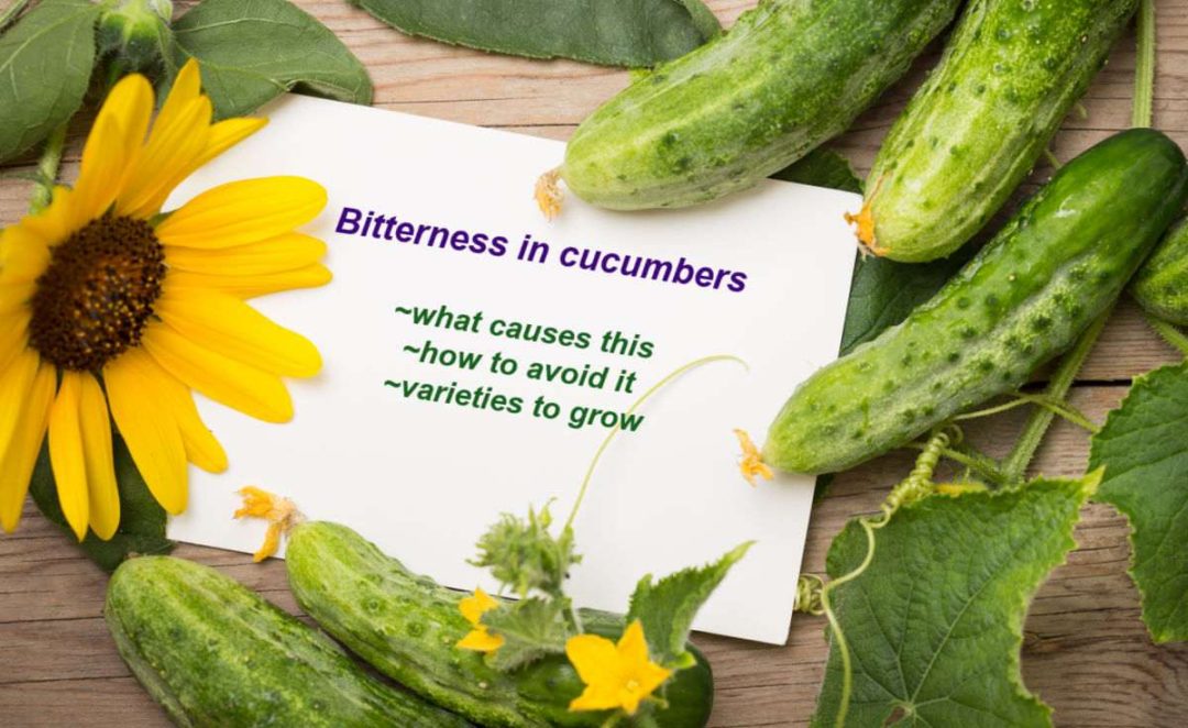 Why Are My Cucumbers Bitter? Are They Safe to Eat?