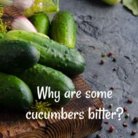 Cucumbers on a cutting board with words why are some cucumbers bitter?