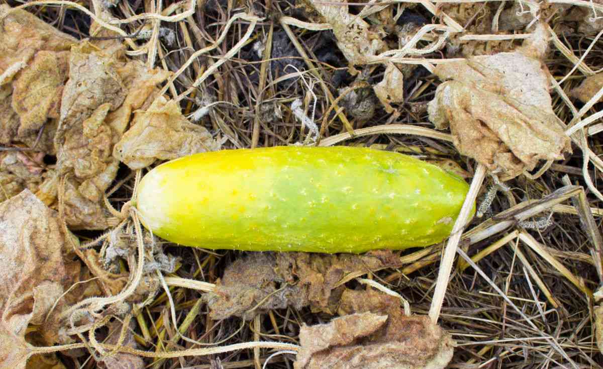 Over-ripe cucumber with wilted brown leaves.