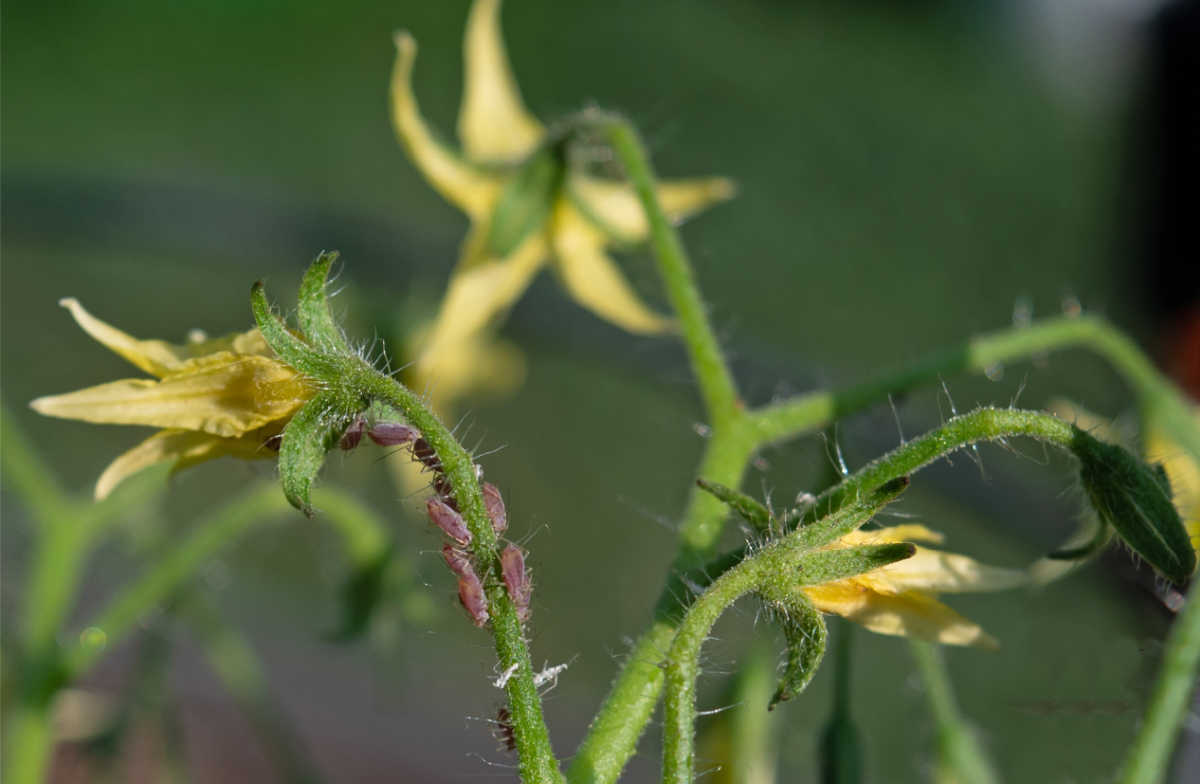 Aphids on a tomato stem with flowers.