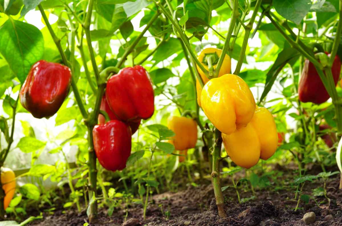 Yellow and red bell pepper plants growing in a garden.