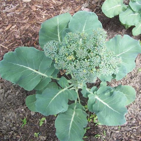 Head of home grown broccoli.