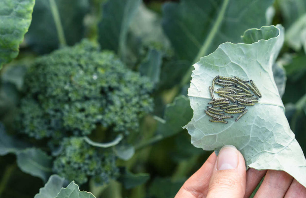 Growing Broccoli Tips for Planting, Care, Harvest & Recipe Ideas