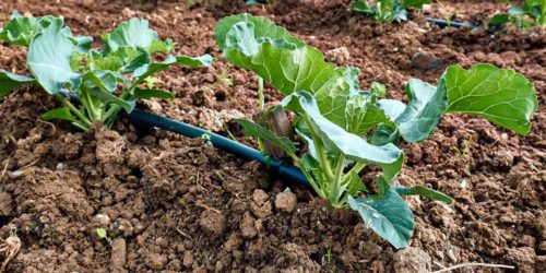 Growing Broccoli - Tips for Planting, Care, Harvest & Recipe Ideas