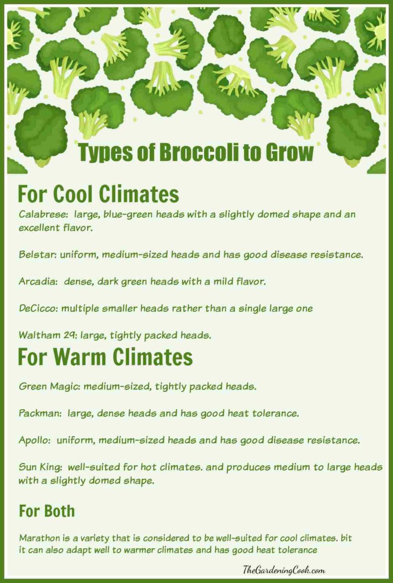 Growing Broccoli - Tips for Planting, Care, Harvest & Recipe Ideas