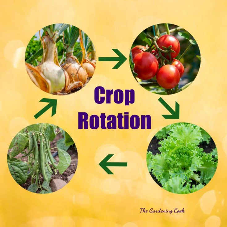 Printable - Four Year Crop Rotation Plan for a Vegetable Garden