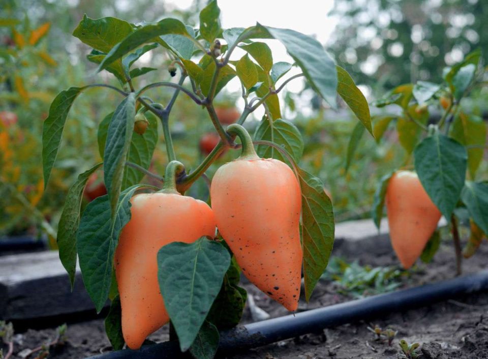 Bell Pepper Colors Why Wont My Green Peppers Turn Red?
