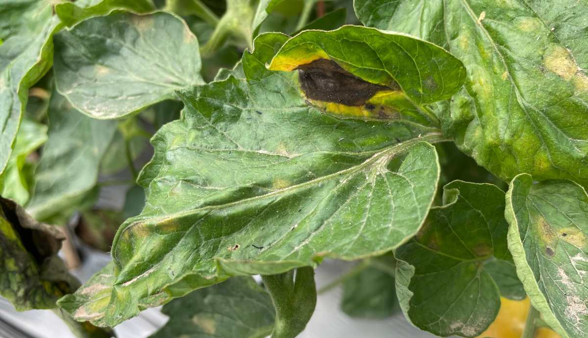 Tomato leaf affected by early blight.