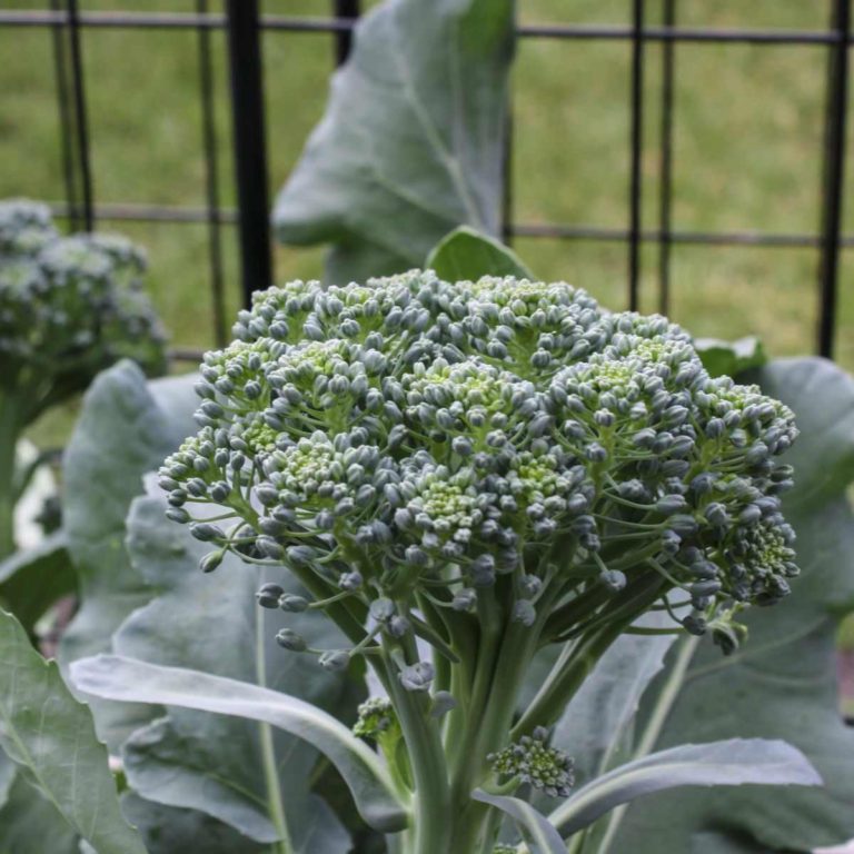 Head of broccoli in front of a green wire fence.