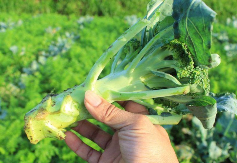 Growing Broccoli - Tips for Planting, Care, Harvest & Recipe Ideas