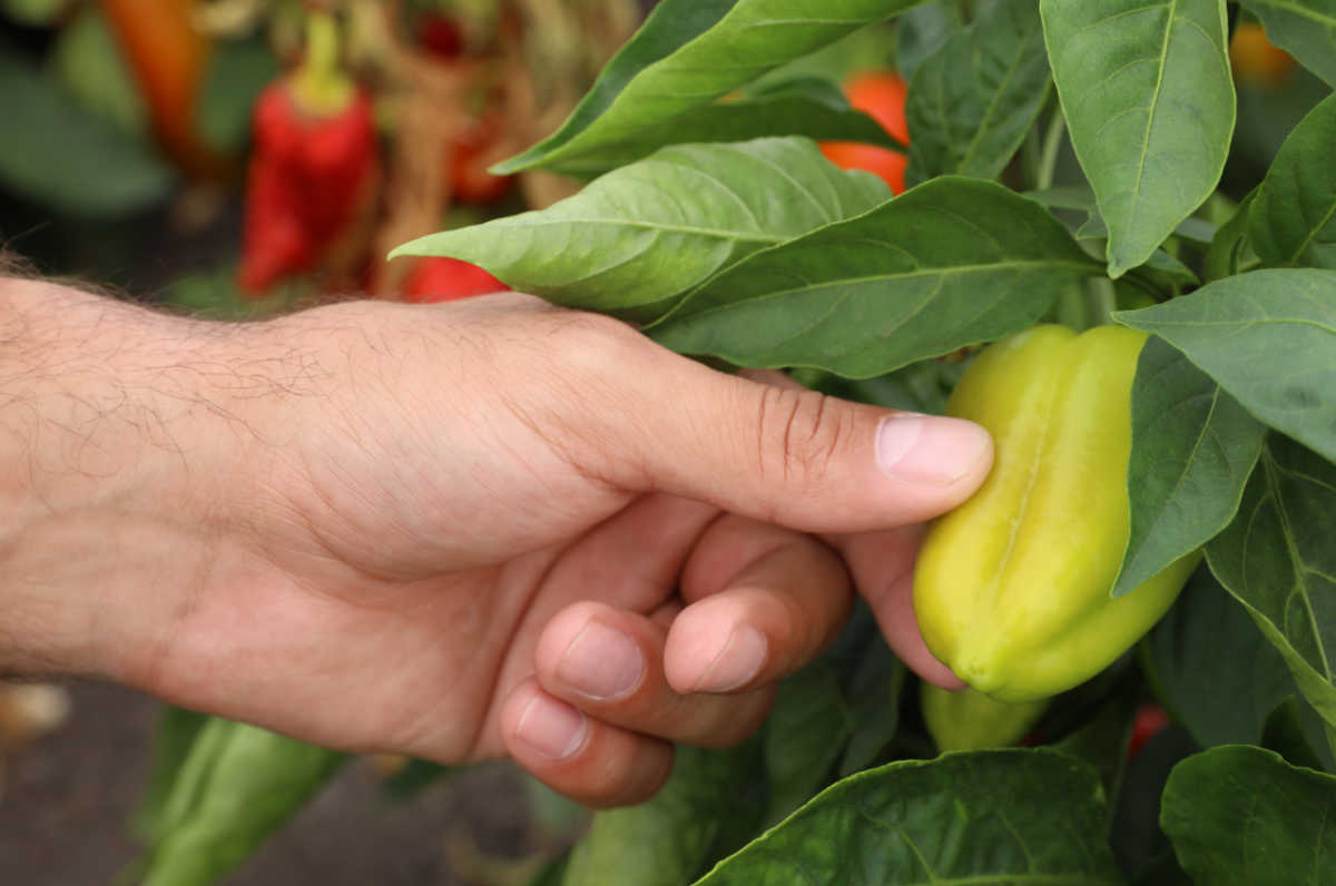 Hand picking a pepper that is not quite ripe.