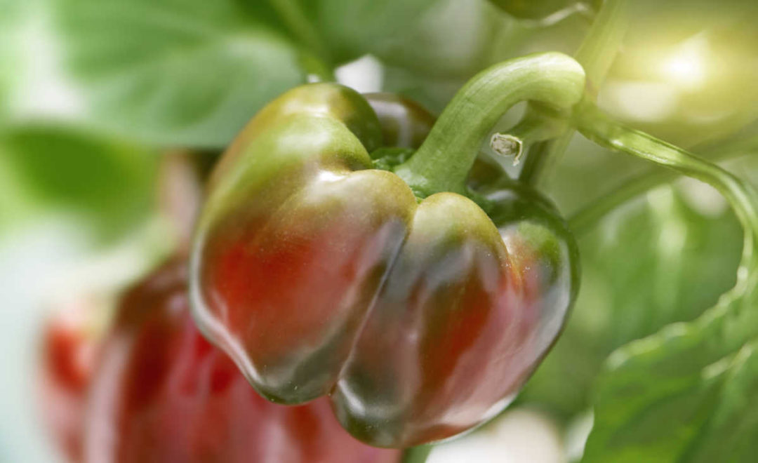 Bell Pepper Colors Why Wont My Green Peppers Turn Red?