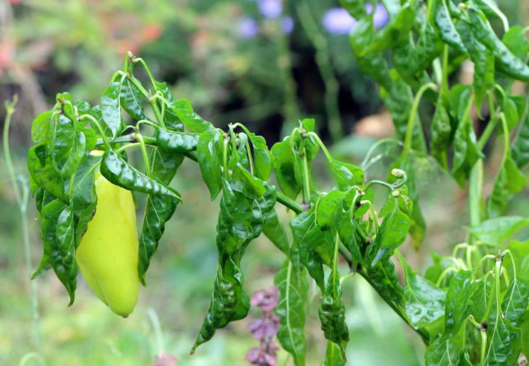 Bell Pepper Colors Why Wont My Green Peppers Turn Red?
