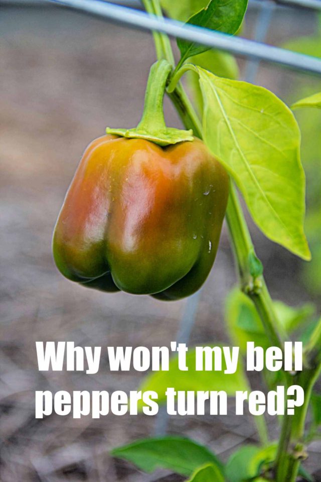 Bell Pepper Colors Why Wont My Green Peppers Turn Red?