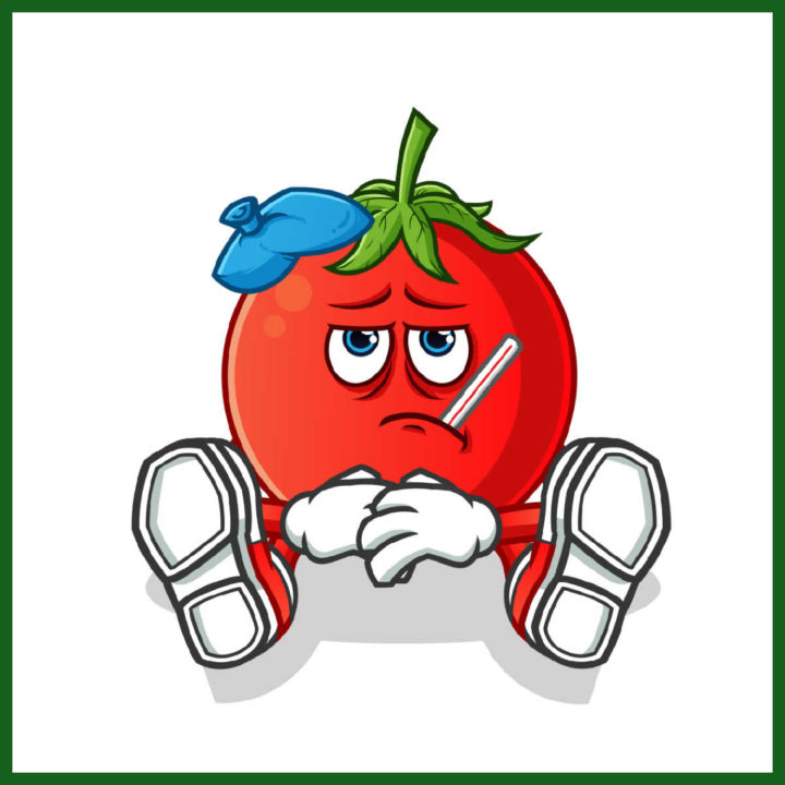 Printable - Varieties of Tomatoes Resistant to Diseases