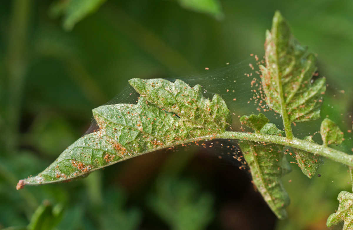 Spider mite infestation on tomato plant.